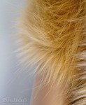 Beige 2P-6/9 Fox Faux Fur 60 mm