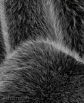 Black 365 Fox Faux Fur 60 mm