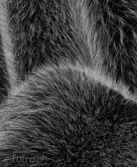 Fox czarny 365, sztuczne futro niezwykle puszyste  z włosem o długości do 60 mm